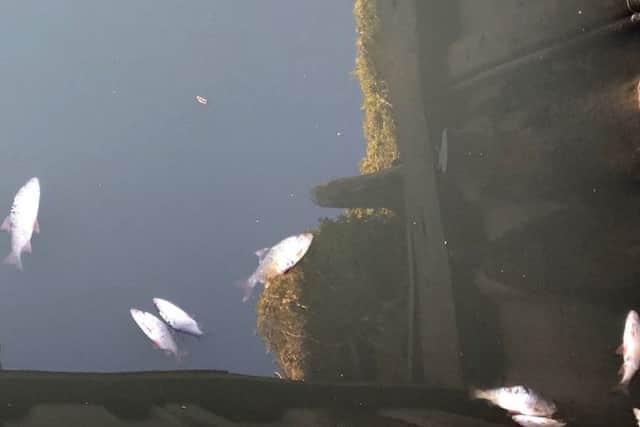 Some of the dead fish