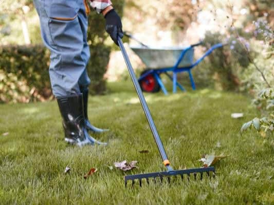 Tree owners are not responsible for sweeping up any fallen leaves that might land on your property