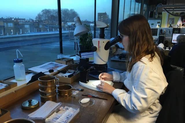 Archaebotanist, Lara Gonzalez believes this is the earliest evidence of British beer brewing