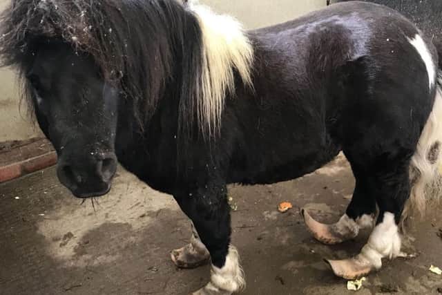 The abandoned Shetland Pony had overgrown hooves. Picture: RSPCA