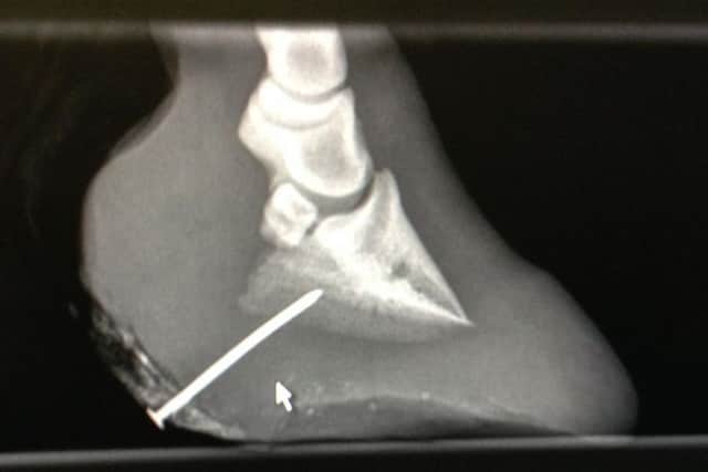 An x-ray showing the nail in the pony's overgrown hoof. Picture: RSPCA