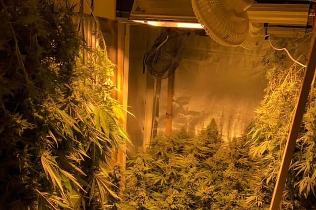 Cannabis discovered by police in the secret bedroom