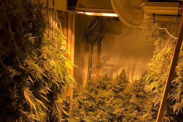 Cannabis discovered by police in the secret bedroom