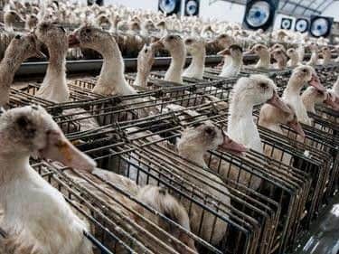 Geese at a foie gras farm. Photo: Animal Equality