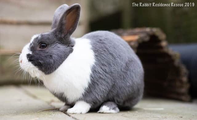 Four year old Thor came to the resce after being offered for free on the internet. Photo: The Rabbit Residence Rescue