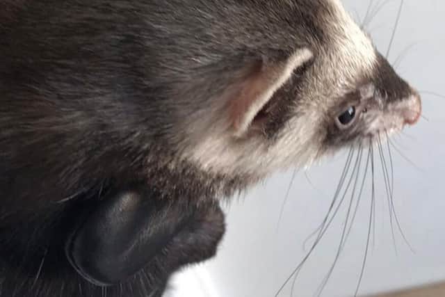 The ferret rescued by the RSPCA