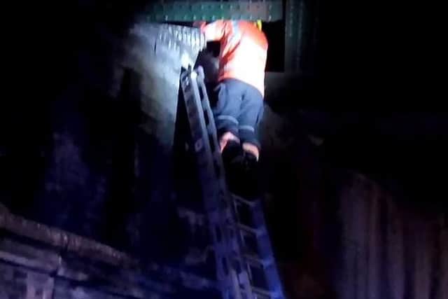 The cat being rescued. Photo: Cambridgeshire Fire and Rescue Service