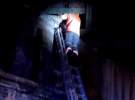 The cat being rescued. Photo: Cambridgeshire Fire and Rescue Service