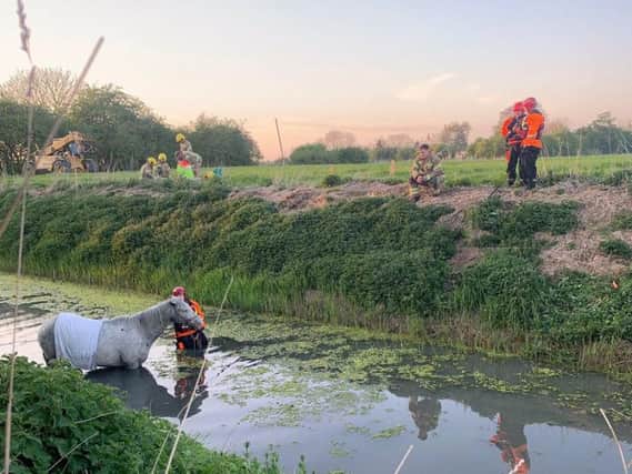 The horse being rescued. Photo: Spalding Fire Station