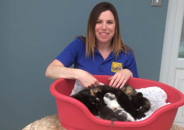 Katy, one of volunteer fosterers caring for a Melody and her kittens born on Easter Sunday.