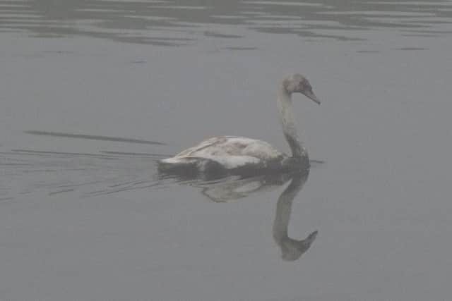 A swan covered in oil in the River Welland. Photo: Lincolnshire Wildlife Trust