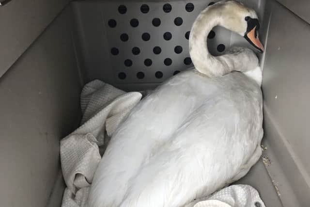 One of the rescued swans. Photo: RSPCA