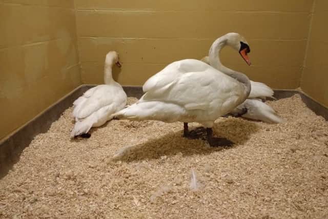 Some of the rescued swans at the wildlife centre. Photo: RSPCA