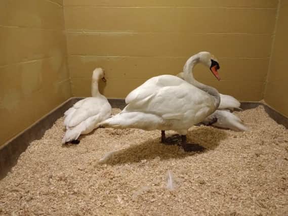 Some of the rescued swans at the wildlife centre. Photo: RSPCA