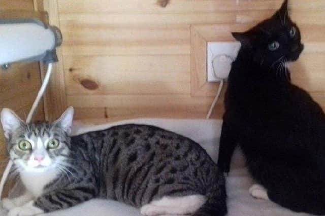 Two cats rescued previously by Peterborough Cat Rescue