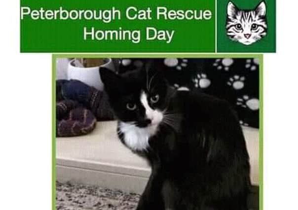 Peterborough Cat Rescue is holding a rehoming day