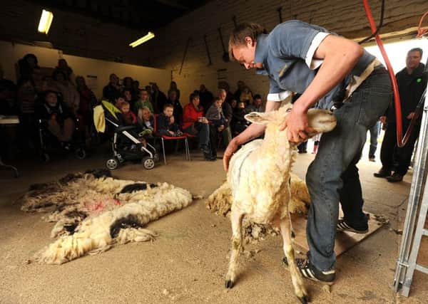 Ross Priddle demonstrates how to shear sheep at Sacrewell Farm