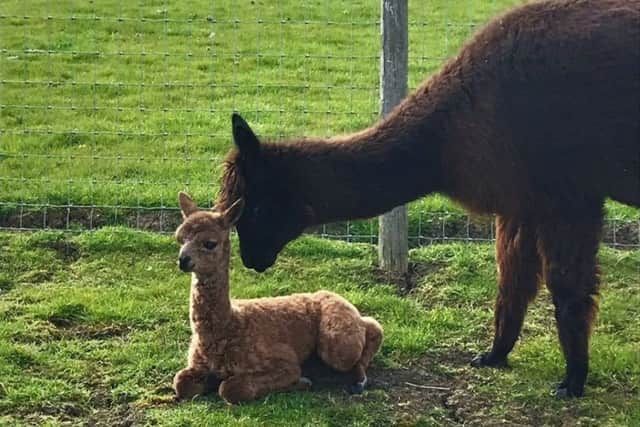The baby alpaca