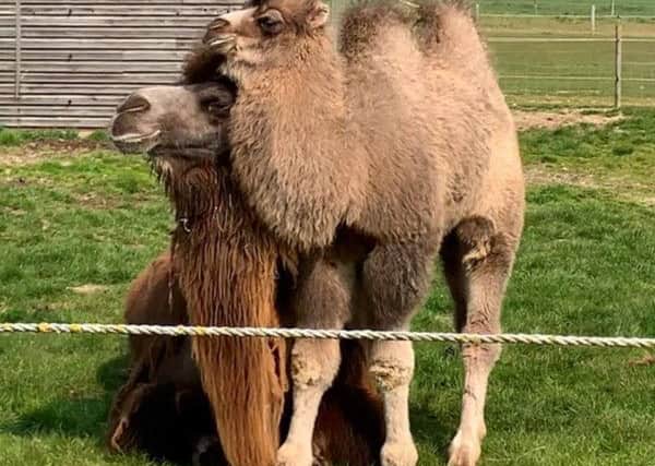 The new camel