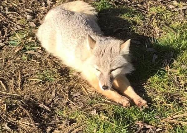 The Corsac Fox