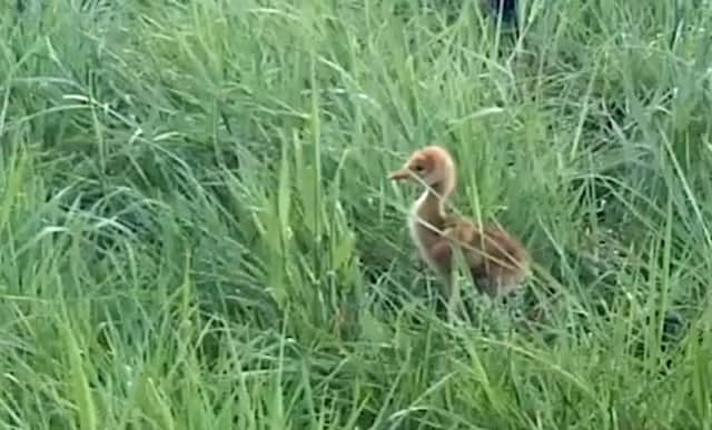 The newly hatched crane chick, the first to be born at Wicken Fen in at least 120 years. Photo: National Trust/PA Wire