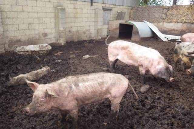 Some of the pigs