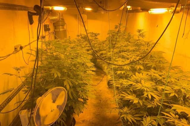 Cannabis seized in Middle Drove. Photo: Cambridgeshire police