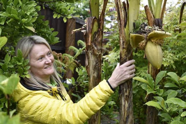 Rachael Tee in her exotic garden looking at her banana plant. EMN-191106-170104009