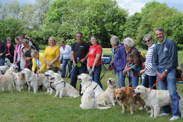 Golden retrievers all from the same breeder have a meet at Ferry Meadows. EMN-190615-170222009