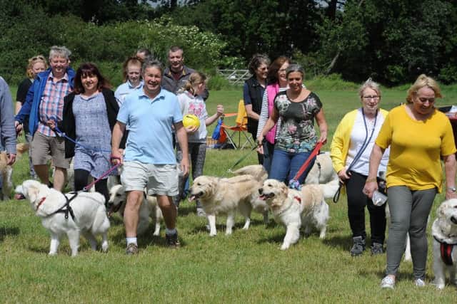 Golden retrievers all from the same breeder have a meet at Ferry Meadows. EMN-190615-170244009