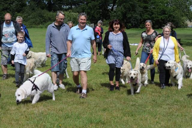 Golden retrievers all from the same breeder have a meet at Ferry Meadows. EMN-190615-170255009