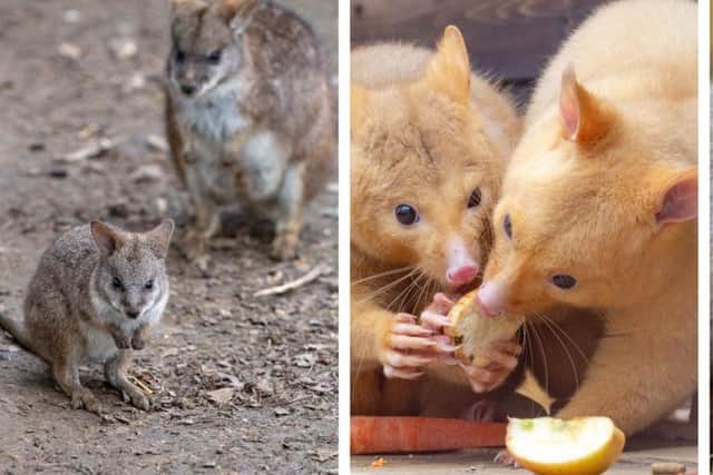 Australia Day at Hamerton Zoo Park