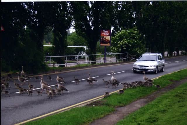 Geese held up traffic on the Frank Perkins Parkway