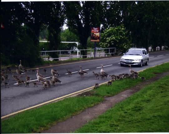 Geese held up traffic on the Frank Perkins Parkway