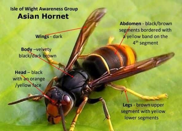An Asian Hornet and how to spot one.