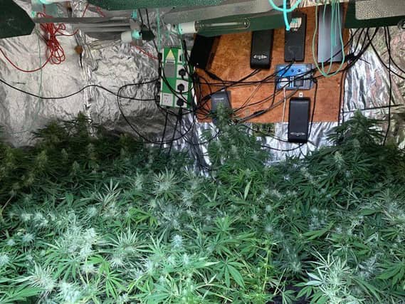 The cannabis discovered by police. Photo: Cambridgeshire police