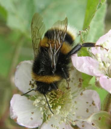 You can join the Big Bee Count for Channel 4