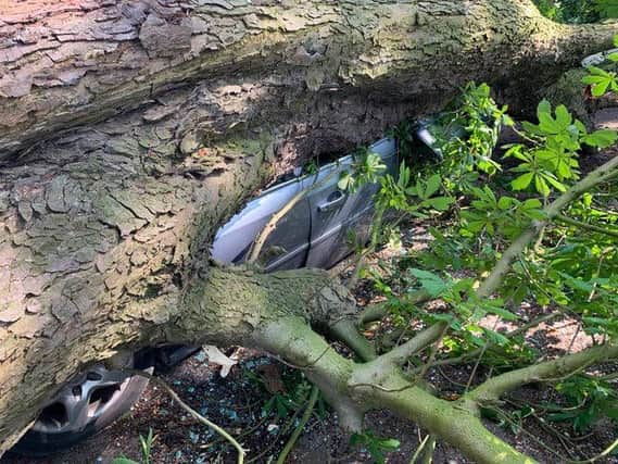 The tree on top of the car. Photo: Cambridgeshire police