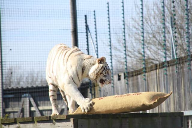 Global Tiger Day at Hamerton