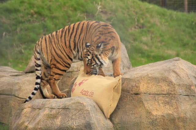 One of the tigers