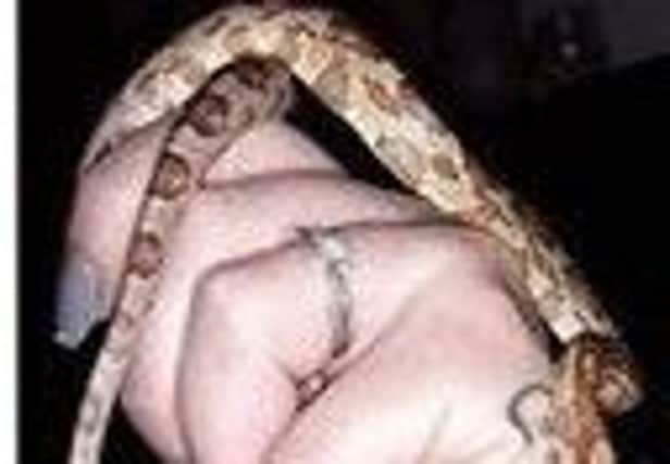 Derek the Corn snake has gone missing from its owner's home in High Street, Fletton.