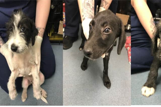 Three of the puppies