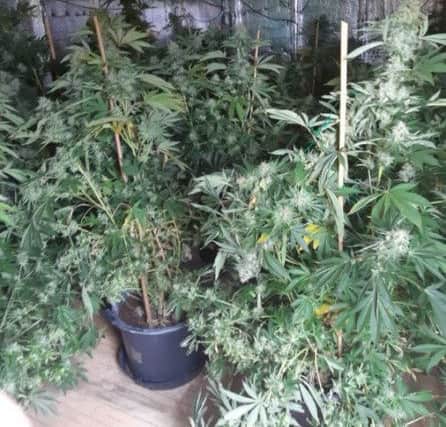 The drugs. Pic: Huntingdon police