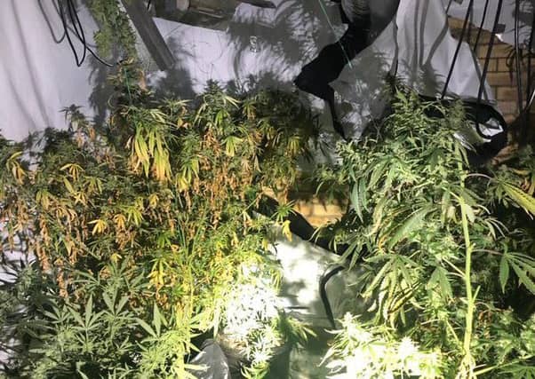 A cannabis factory discovered in Peterborough. Photo: Cambridgeshire police