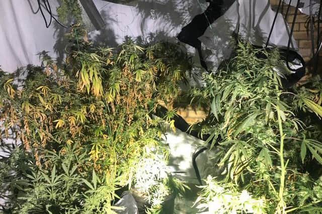 A cannabis factory discovered in Peterborough. Photo: Cambridgeshire police