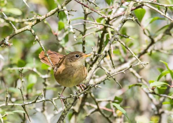 A nightingale at Castor Hanglands. Photo: Sarah Lambert