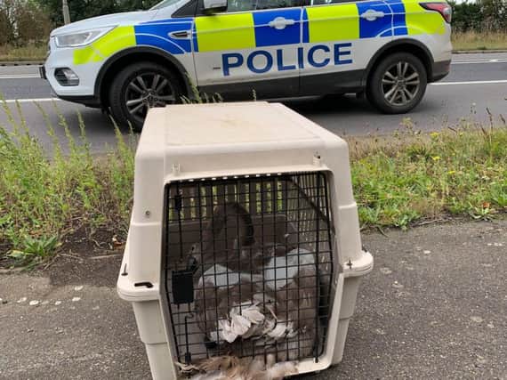 The swan which was caught. Photo: Cambridgeshire police
