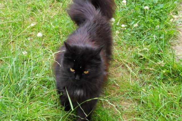 Sooty, who needs a new home