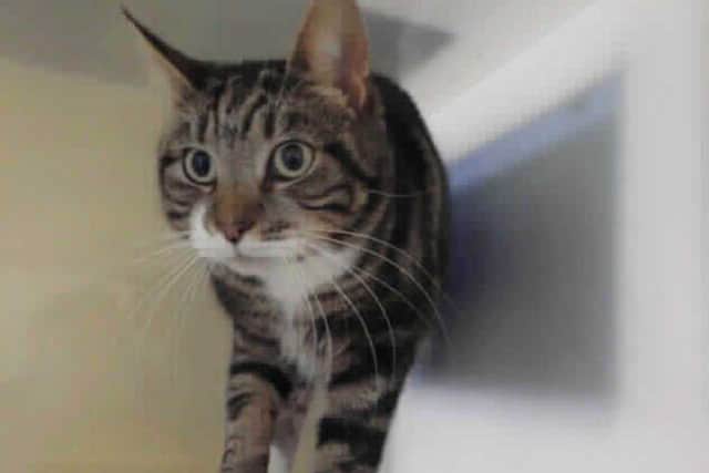 Fifi, who needs a new home