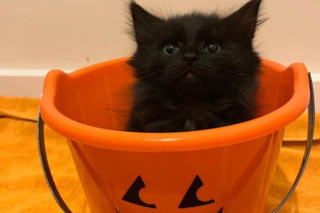 Winnie, a Halloween kitten